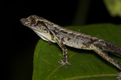 Anolis humilis