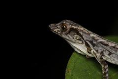 Anolis humilis