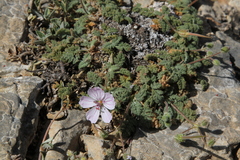 Erodium saxatile