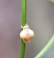 Hemisphaerius