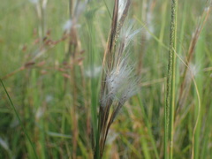 Andropogon eucomus