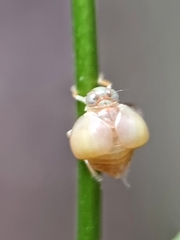 Hemisphaerius