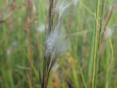 Andropogon eucomus