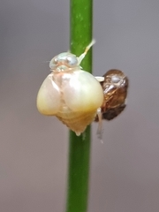Hemisphaerius