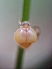 Hemisphaerius