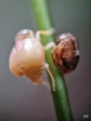 Hemisphaerius