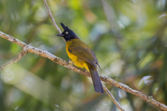 Rubigula flaviventris