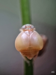 Hemisphaerius