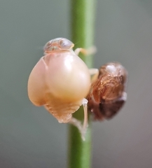 Hemisphaerius