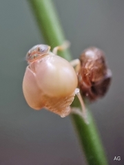Hemisphaerius