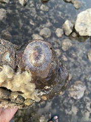 Scutus unguis
