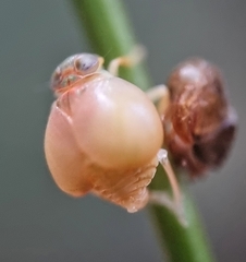 Hemisphaerius