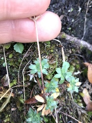 Androsace chamaejasme