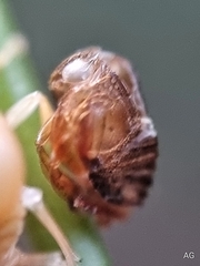 Hemisphaerius