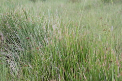 Eleocharis limosa