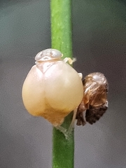 Hemisphaerius