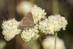 Satyrium tetra