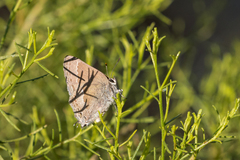 Satyrium tetra