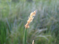 Eleocharis limosa