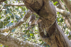 Glaucidium cuculoides