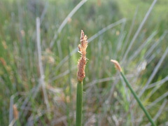 Eleocharis limosa