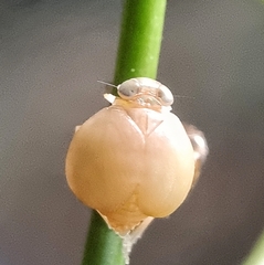 Hemisphaerius