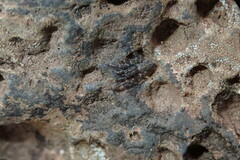 Salticus canariensis
