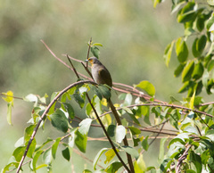 Pycnonotus finlaysoni