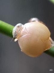 Hemisphaerius