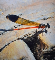 Calopterygoidea