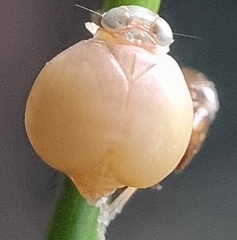 Hemisphaerius