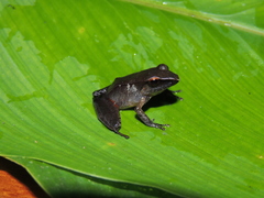 Pristimantis buccinator