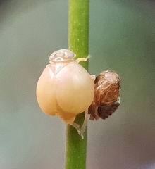 Hemisphaerius