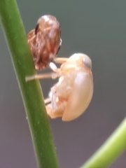 Hemisphaerius