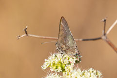 Satyrium tetra