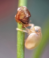 Hemisphaerius