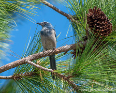 Aphelocoma coerulescens