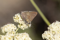 Satyrium tetra