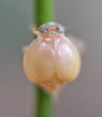 Hemisphaerius