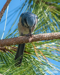 Aphelocoma coerulescens