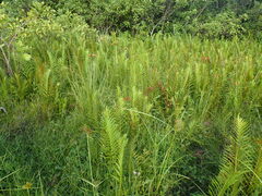 Cyclosorus interruptus