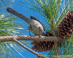 Aphelocoma coerulescens