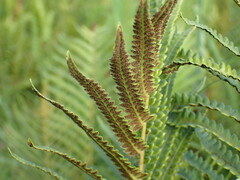 Cyclosorus interruptus