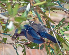 Aphelocoma coerulescens