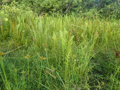 Cyclosorus interruptus