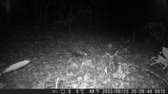 Didelphis aurita
