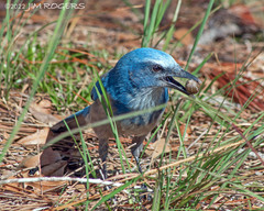 Aphelocoma coerulescens