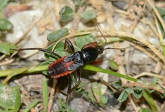 Ectomocoris ululans