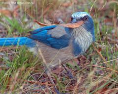 Aphelocoma coerulescens