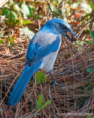 Aphelocoma coerulescens